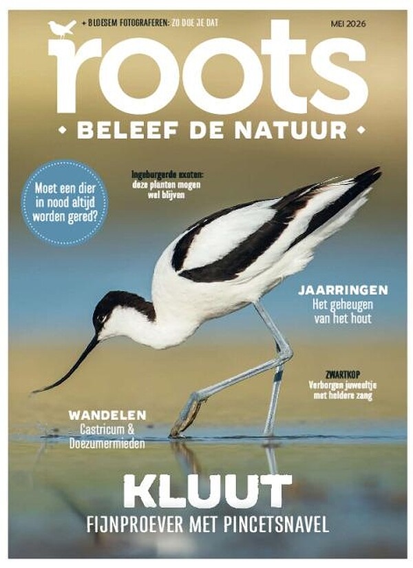 Roots proefabonnement cover – vanaf €44,95 (mei 2026)
